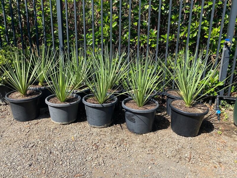 YUCCA ROSTRATA - Beaked Yucca - Go Green Nurseries - Exotic plants and trees sydney