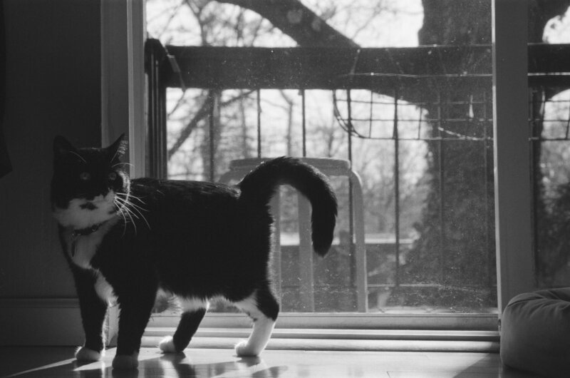 black and white image of a cat walkign near a class door, backlit by the sun
