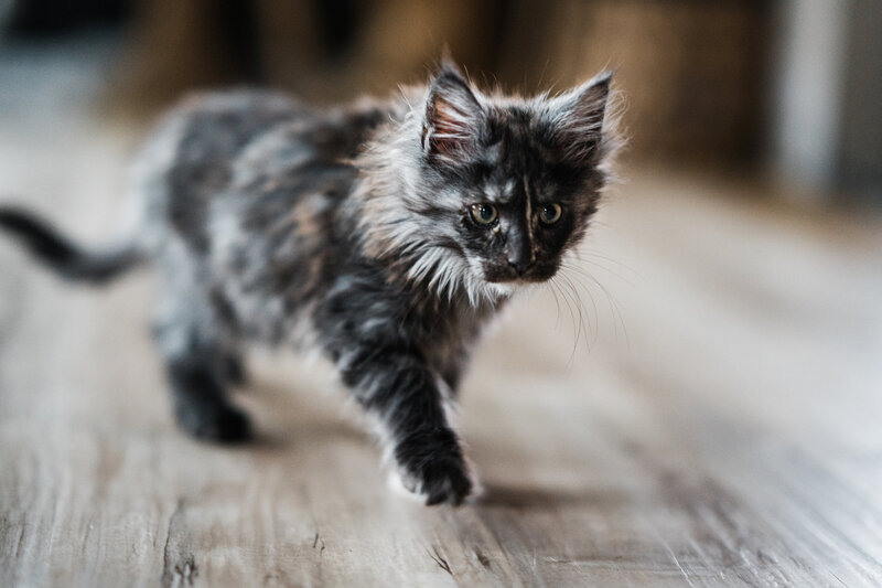 8 week old female smoke Maine Coon kitten sitting on blanket in Wisconsin.