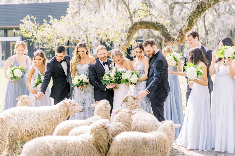 bridal party on the wedding day petting sheep