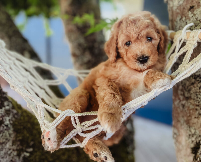 Salish Sea Miniature Poodles--108