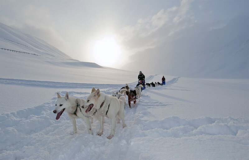 A team of sled dogs racing through the pristine snow-covered landscapes of Norway, with the sun setting behind distant mountains. Experience bespoke Nordic luxury travel, private dogsledding excursions, and high-touch adventure planning with Nadia Forte Travel & Events.