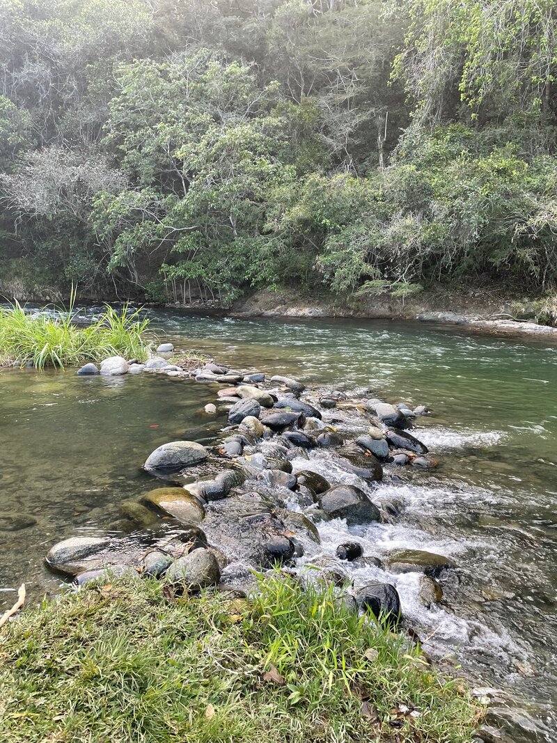 Stone footpath crossing a stream surrounded by greenery in a jungle setting