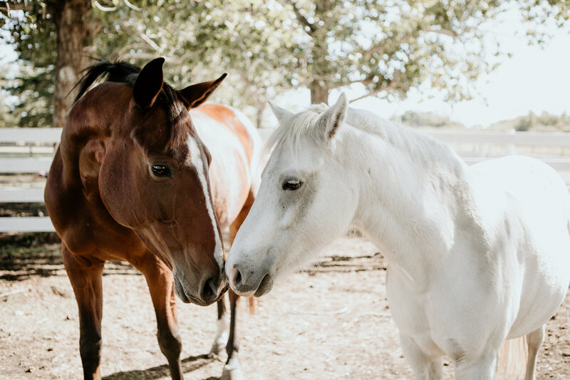 Two horses facing each other at Spirit’s Respite Ranch, creating a peaceful and therapeutic atmosphere in this sanctuary for healing and personal growth