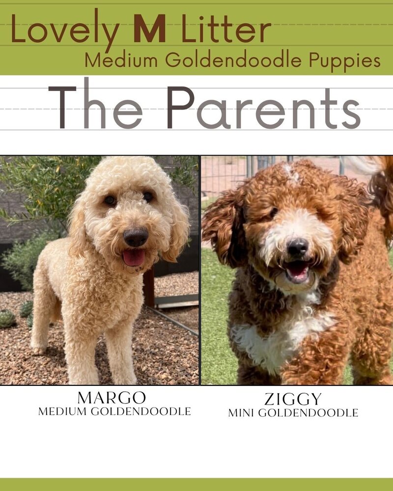 M Litter - The Parents