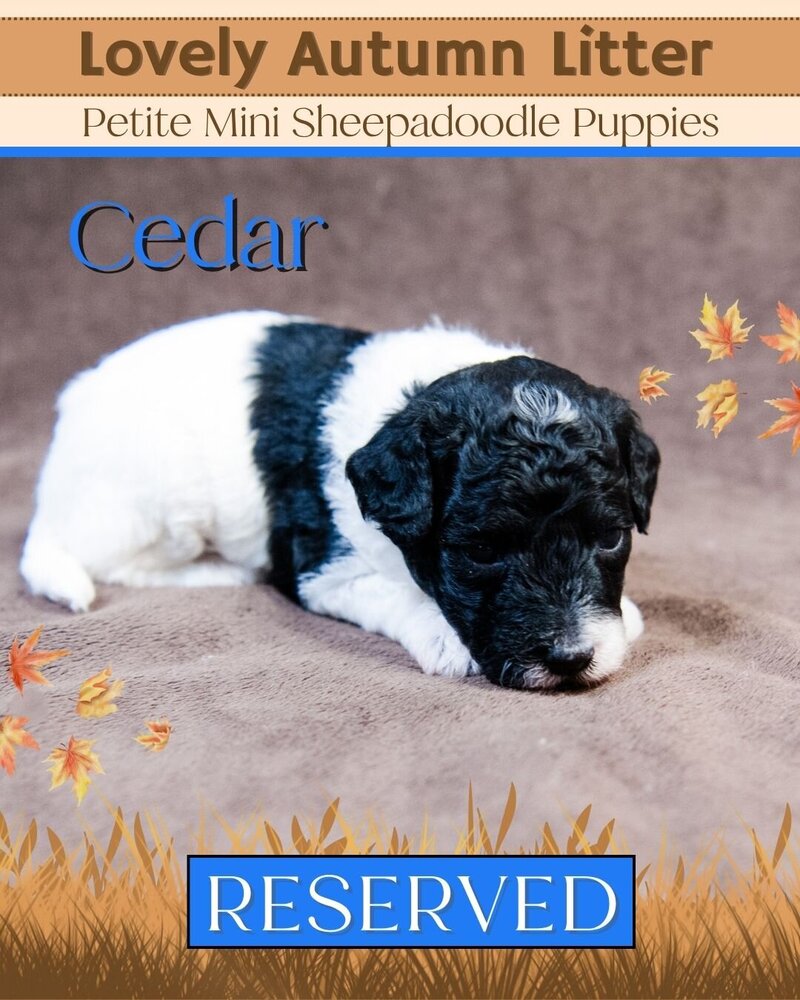 Autumn - Blue Cedar Male