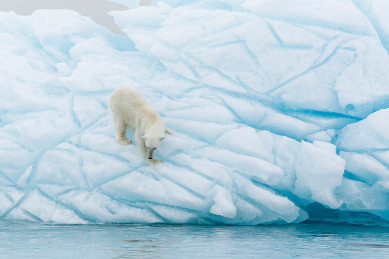 A polar bear walking carefully down a large blue iceberg above cold Arctic waters.