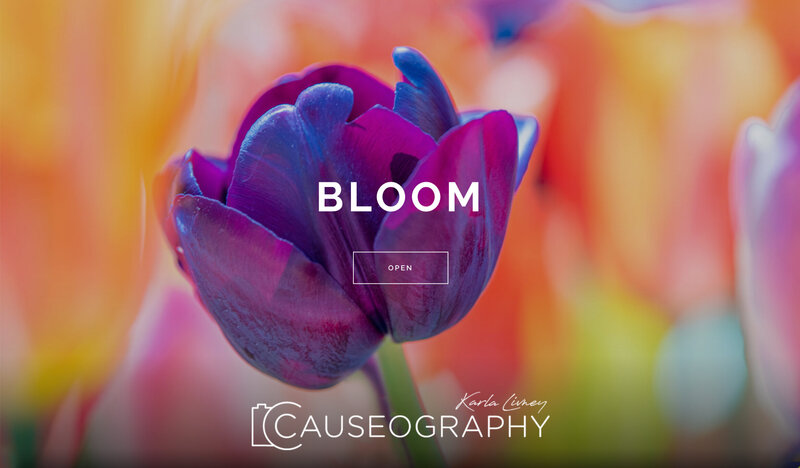 bloom_gallery