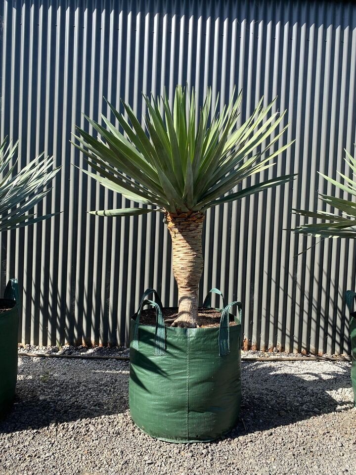 Mature Dracaena Draco Dragon Trees for Sale in Sydney