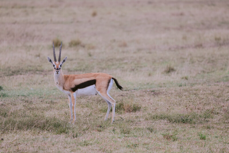 safariedited-128