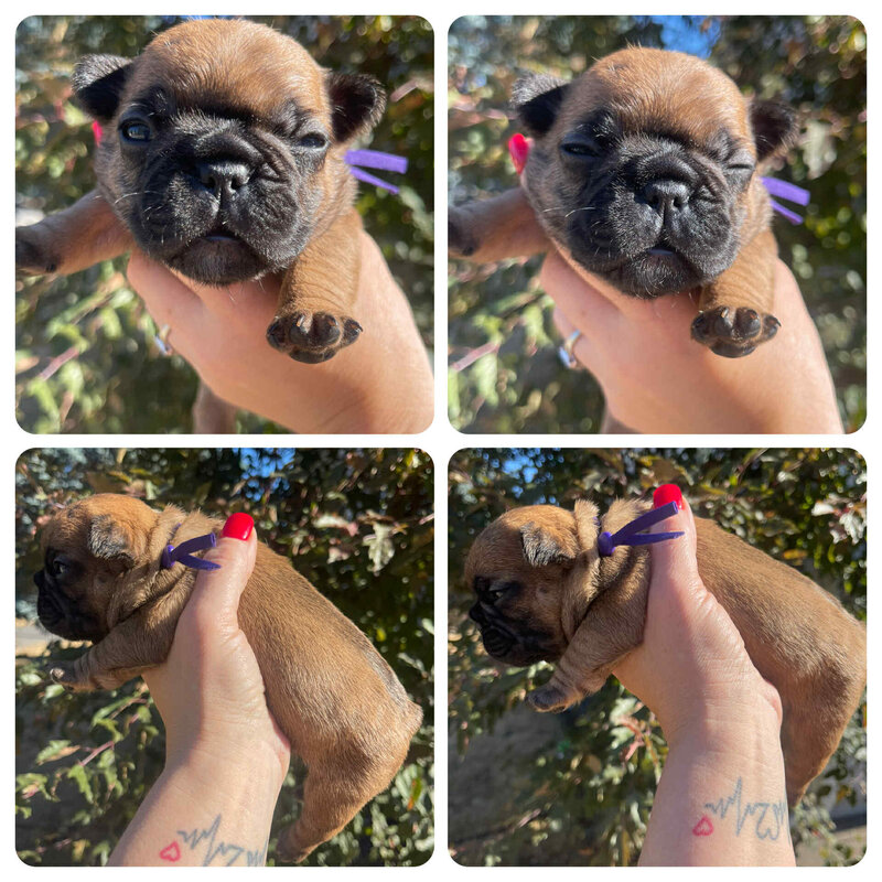 The sleepy face of a 4 week old french bulldog puppy with a purple collar