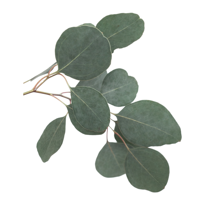 Eucylyptus