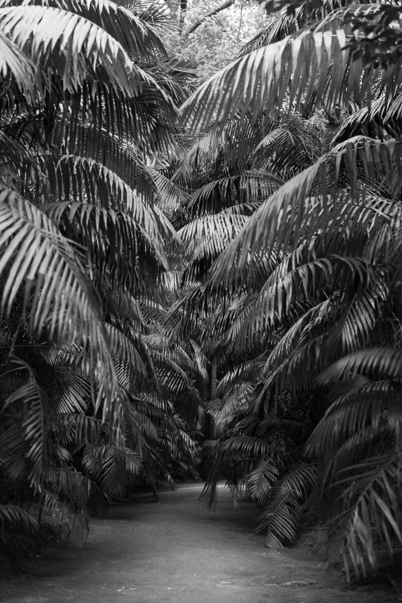 black and white image of palm leaves on path in azores portugal terra nostra gardens