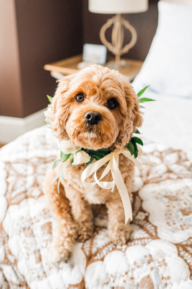 cavapoo-wedding-nantucket