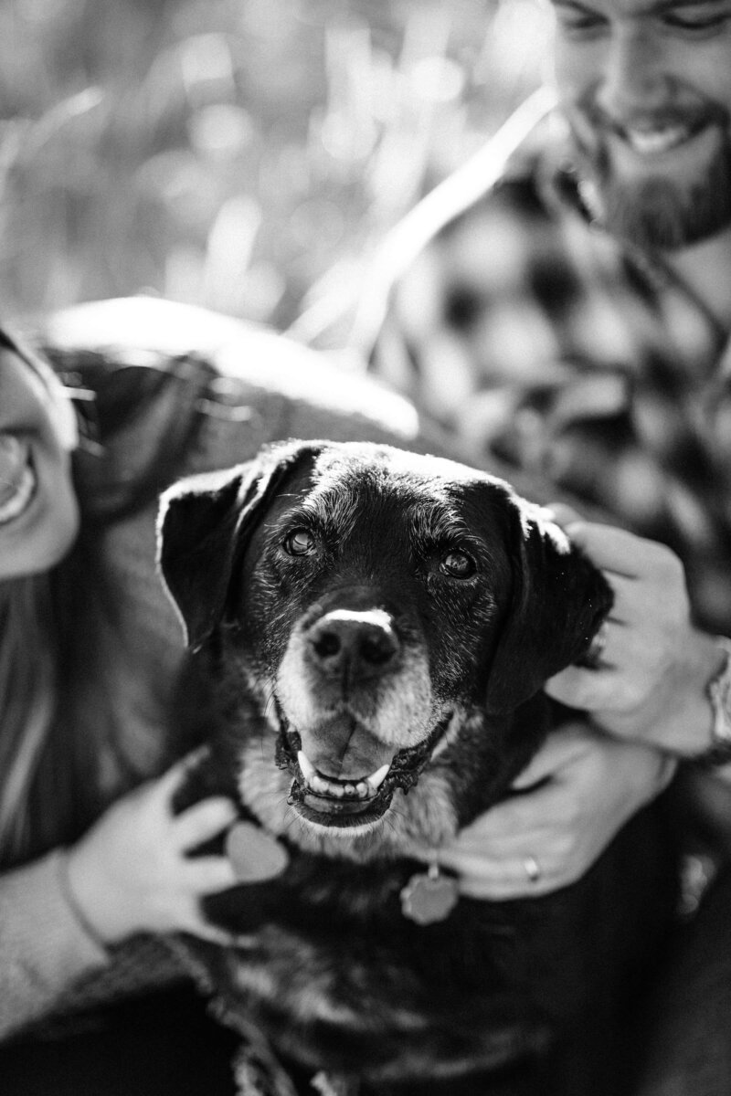 couple with their old labrador