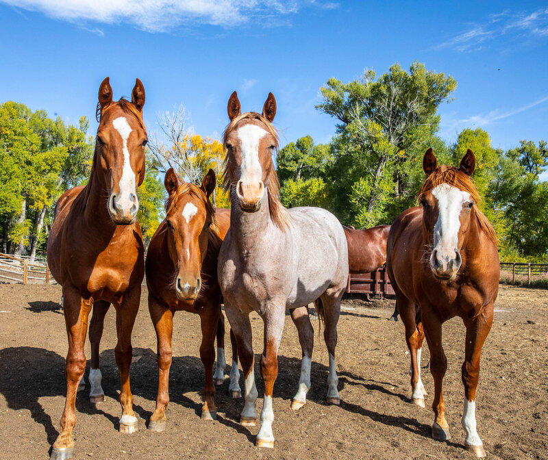 Silver spur horse remuda