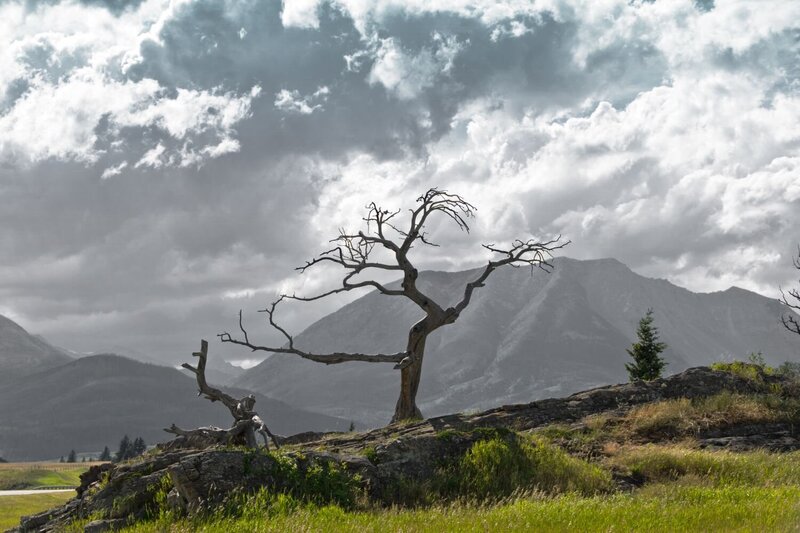 Bare Burmis Tree at the beginning of the Crowsnest Pass