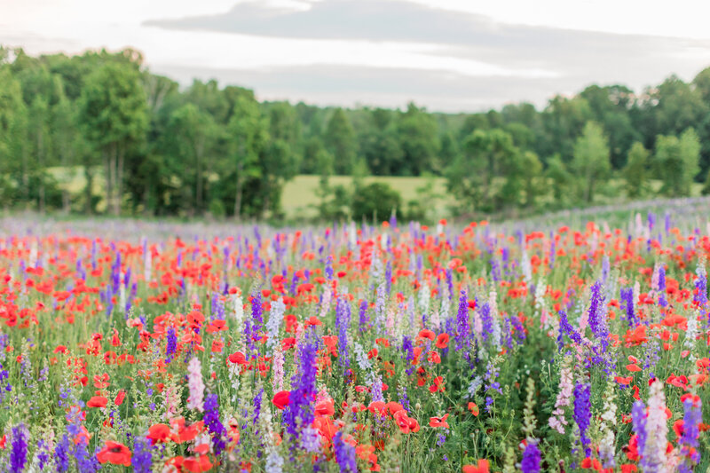 A vibrant field of wildflowers in shades of red, blue, purple, and white, with rolling green hills in the background at Dogwood Farms