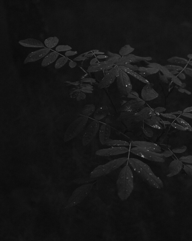 _SC41379