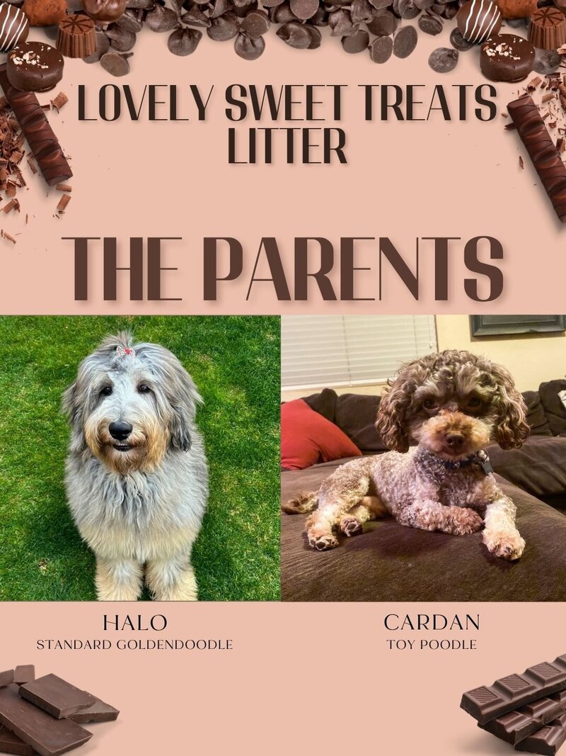 Sweet Treats - The Parents