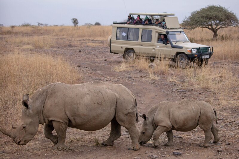 Curated group safari adventure
