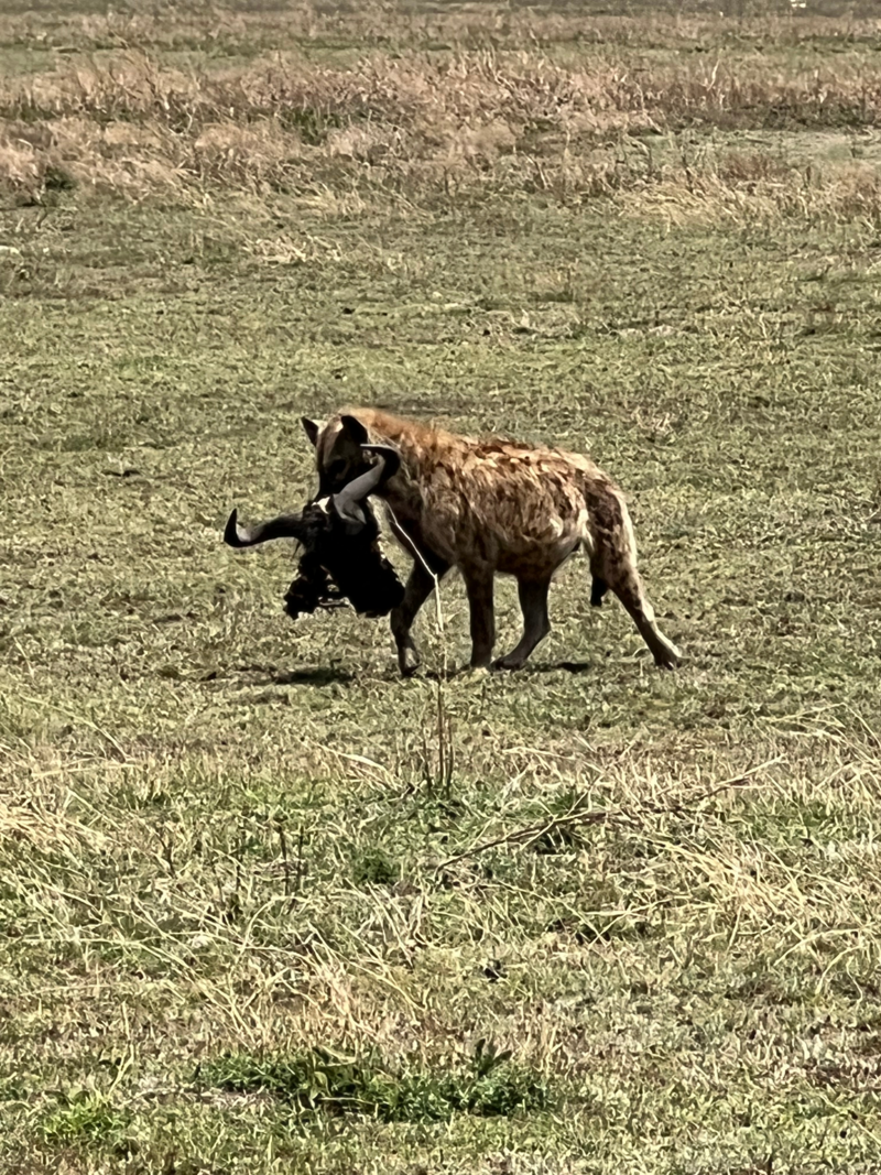 Serengeti(2)