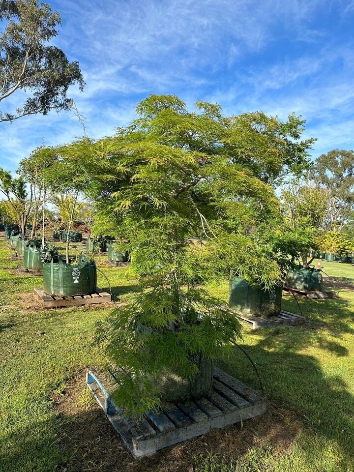 ACER PALMATUM DISSECTUM - RED WEEPING MAPLES MATURE TREE SYDNEY