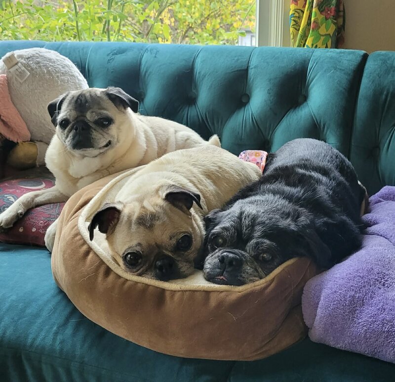 The Buzz on Become A Foster - Dfw Pug Rescue thumbnail