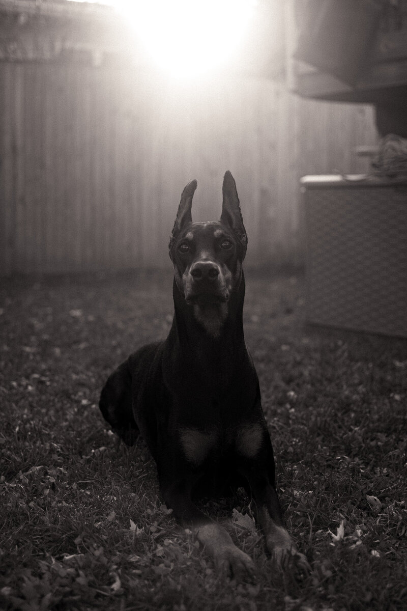 Meet Zyra, our incredibly unhinged Dobie.