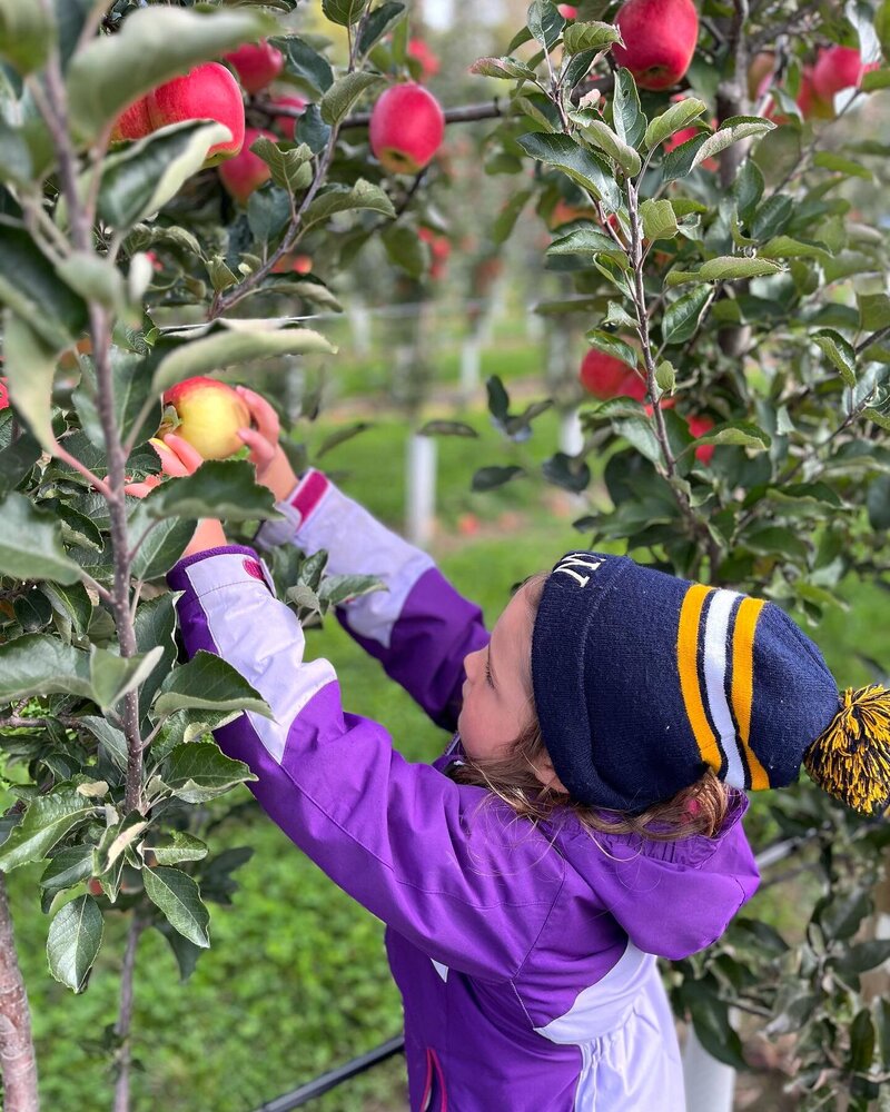 Young girl reaching up to pick a fresh apple off the apple tree at the orchard.
