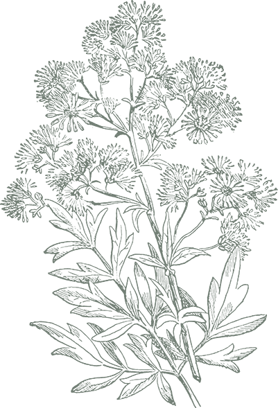 Detailed sketch of a meadow rue flower.