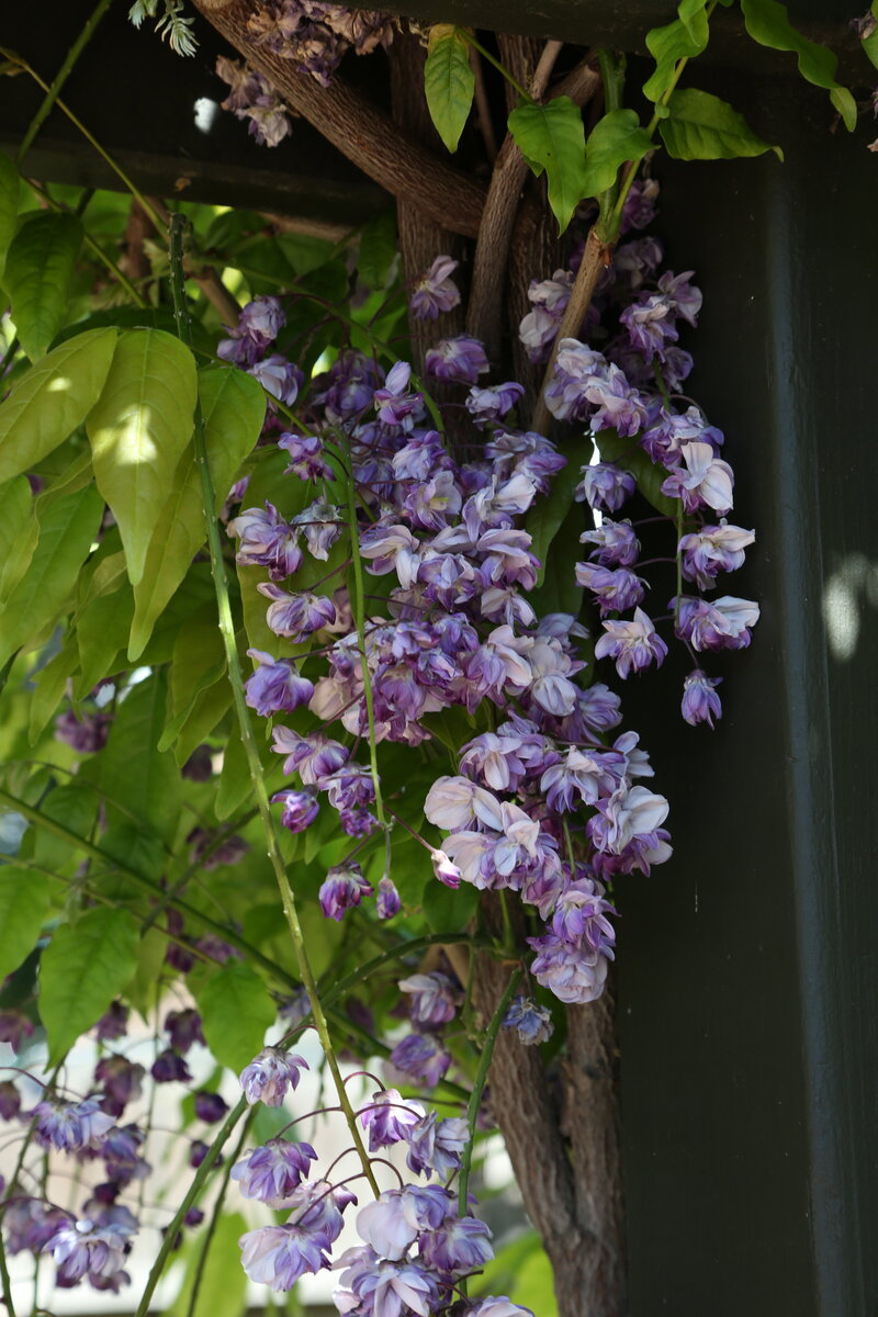 close up of purple wisteria flowers