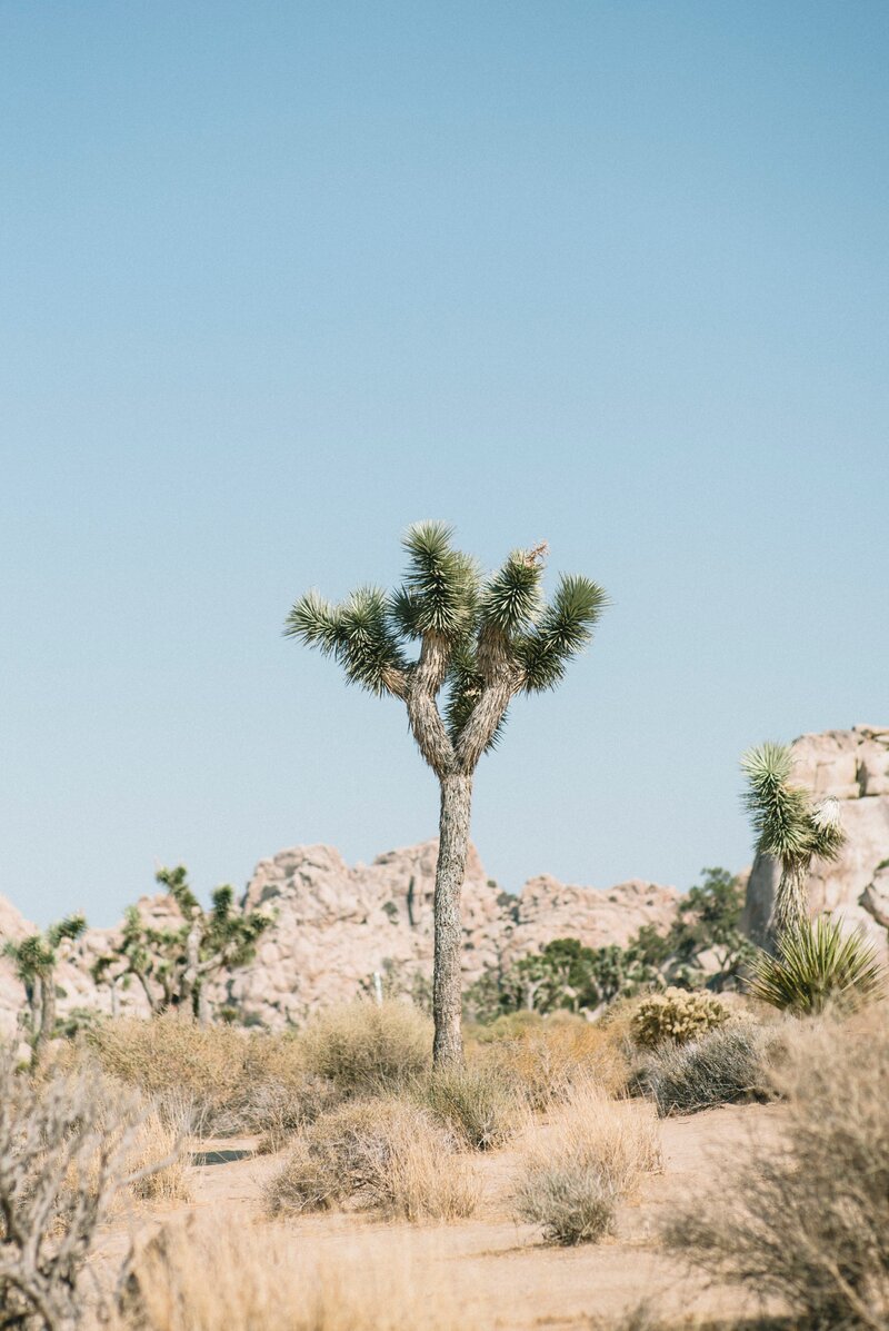 Joshua Tree family vacation