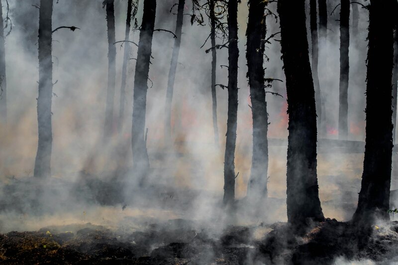 Burned trees and residual smoke from a past forest fire