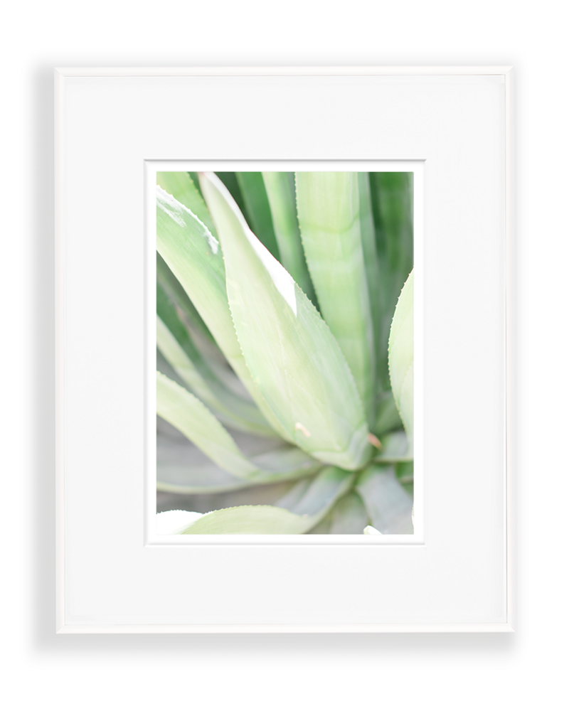 Agave