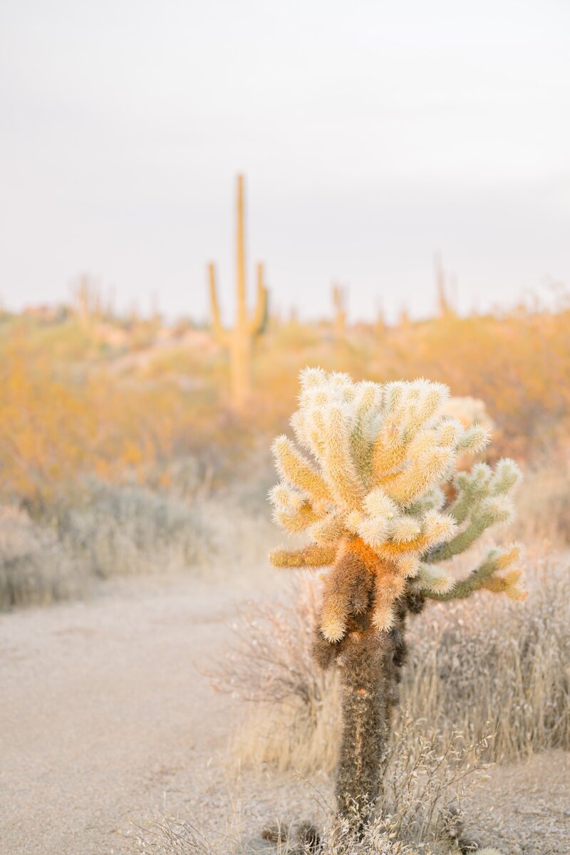 mountains  lost dutchman state park for branding photos
