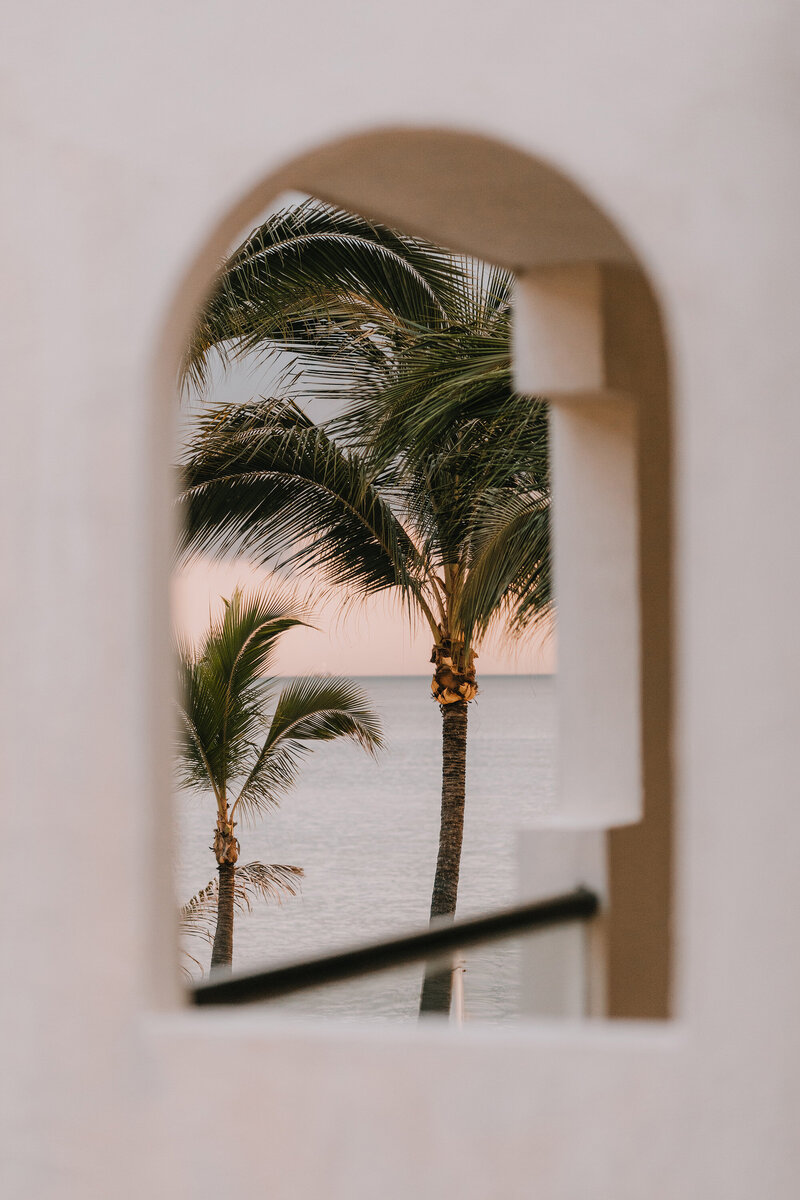 window with palm tree