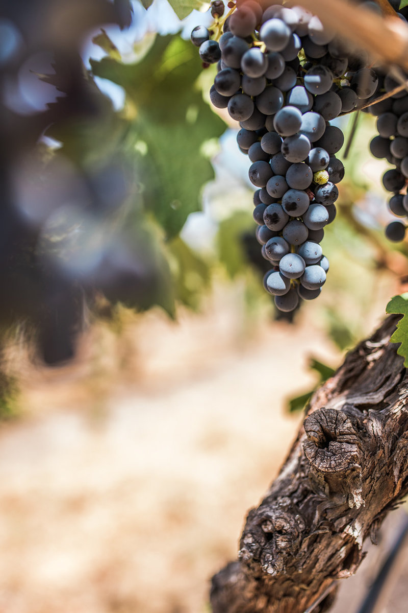 Rui Reguinga winemaker portrait