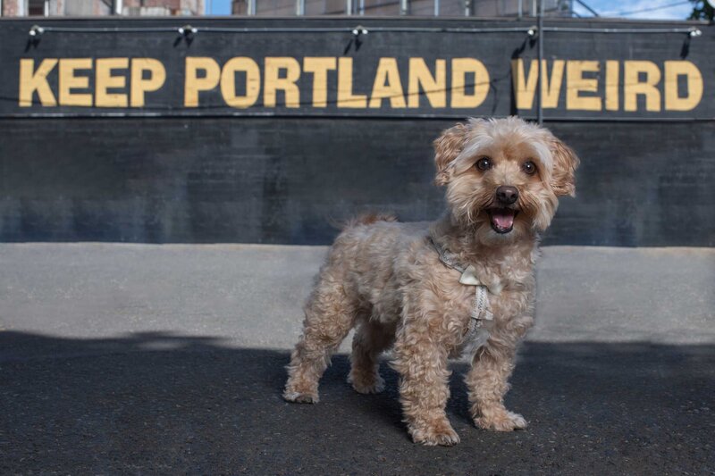 Ollie_Teddy_Tails_of_Portland_2021-(4-of-48)
