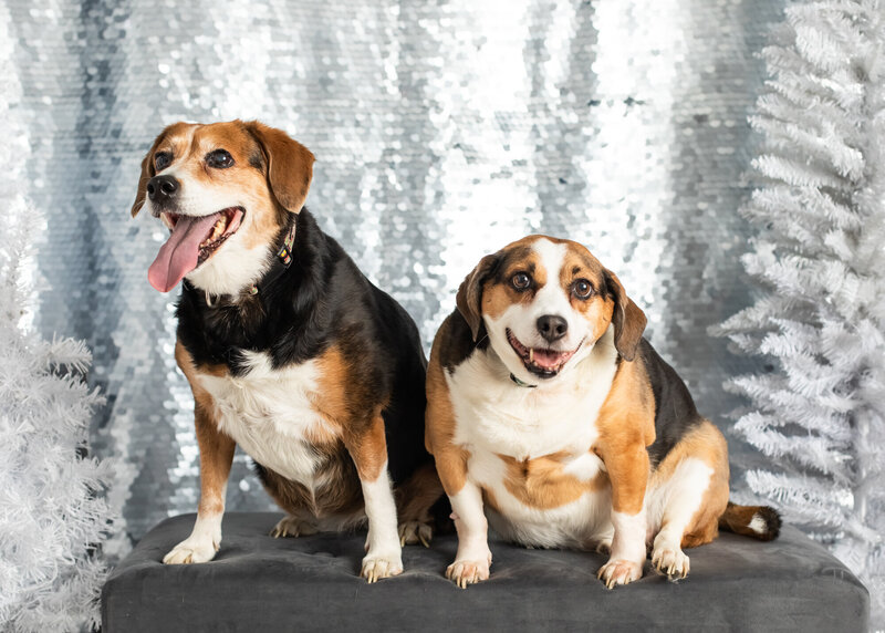 Two chunky beagles with goofy expressions sit together on a bench