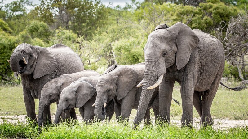 ngala-private-game-reserve-fandam-elephant-herd3