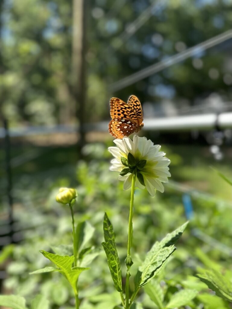 C58D43DA-7ABA-4A9A-B7DF-29F0DF76072A_1_105_c