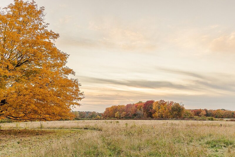 Cow Common Wayland Massachusetts