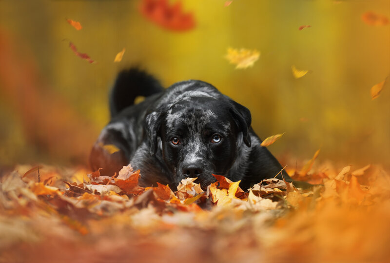 face-down-feuilles-2
