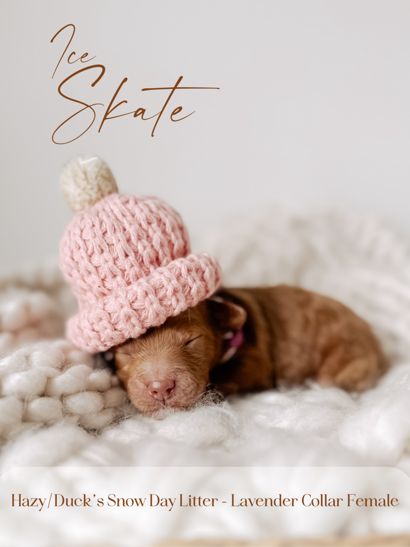 Snow Day Litter - 20