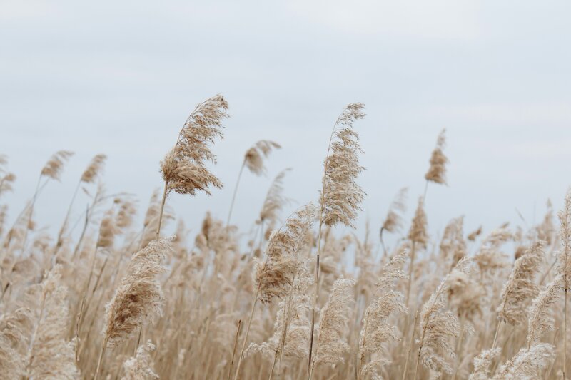 Pampas with pale blue sky