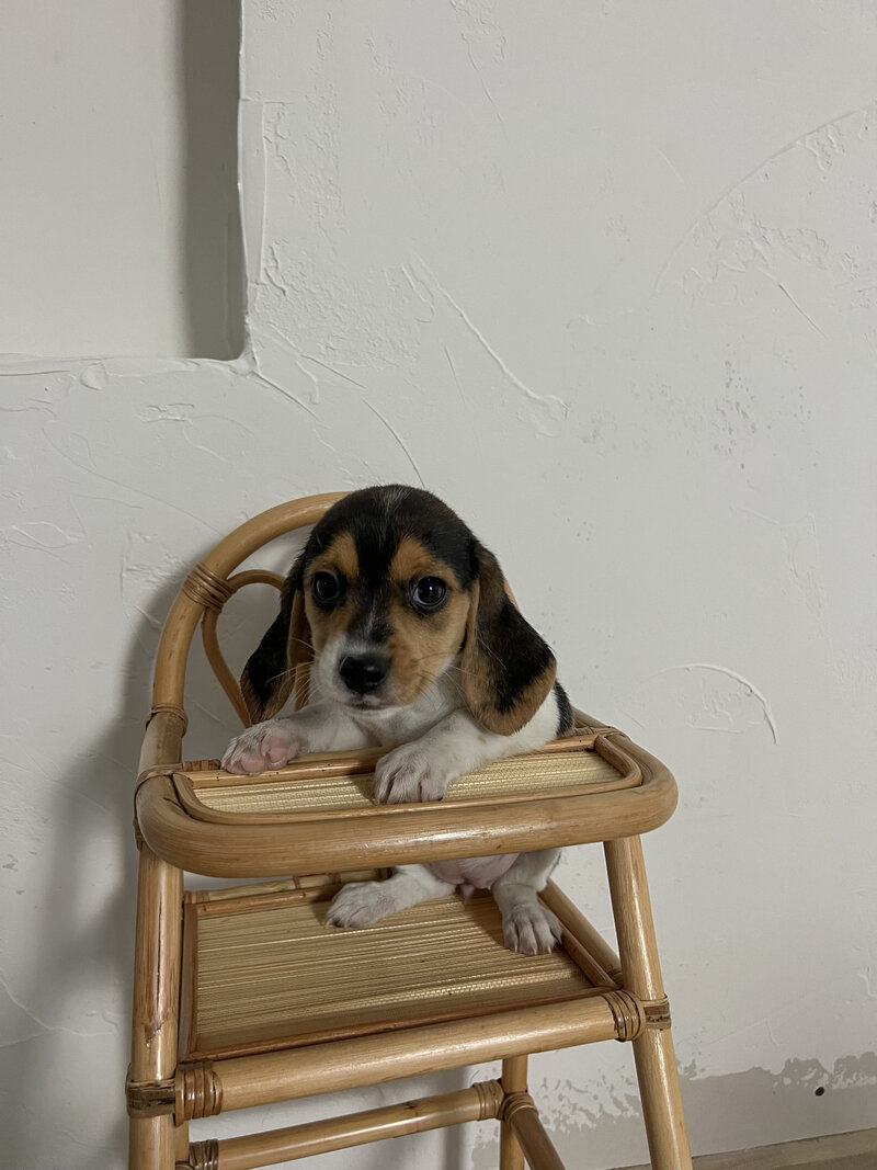 Pocket Beagle Puppies For Sale