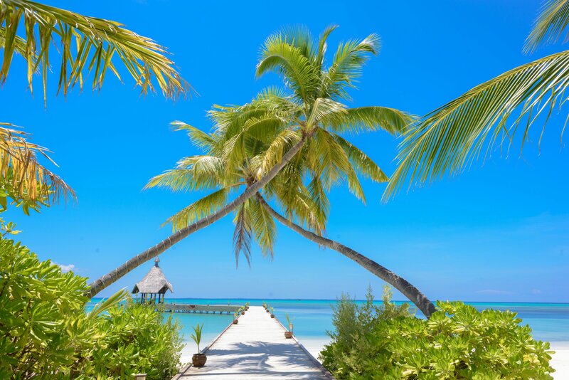 Boardwalk with Palm Trees