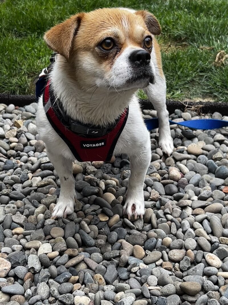 Smuggy (2)