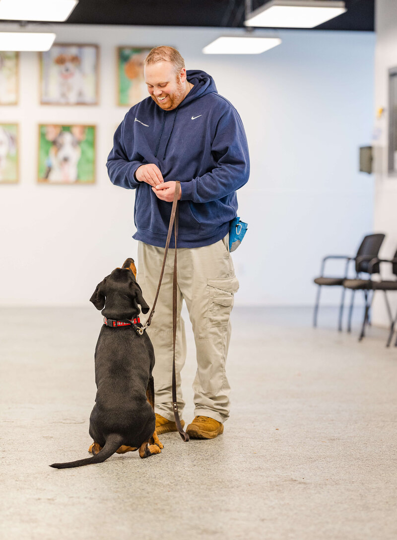 Matthew Lamarand smiling down at a black and tan coonhound while training indoors at Dogology University's facility in Canton, MI